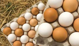 محدودیتی در خرید حمایتی تخم مرغ مازاد مرغداران وجود ندارد