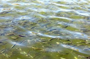 رهاسازی ۸ میلیون قطعه بچه ماهی در منابع آبی داخلی خوزستان