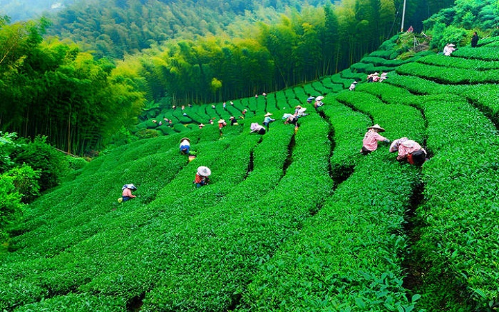 خرید تضمینی برگ سبز چای به ۵۲ هزار تن رسید