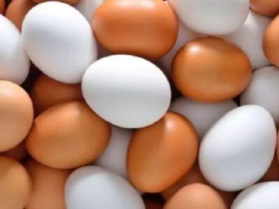 تولید تخم مرغ ۷ درصد افزایش یافت