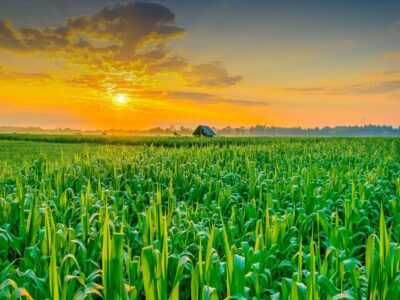 واگذاری زمین برای اجرای طرح‌های کشاورزی و تولیدی تسهیل شود
