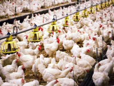 معاون وزیر جهاد کشاورزی گفت: تولید ۲.۶میلیون تن مرغ در کشور/ نهاده‌‌‌ها تأمین شد.