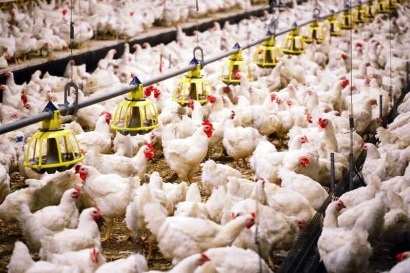 معاون وزیر جهاد کشاورزی گفت: تولید ۲.۶میلیون تن مرغ در کشور/ نهاده‌‌‌ها تأمین شد.
