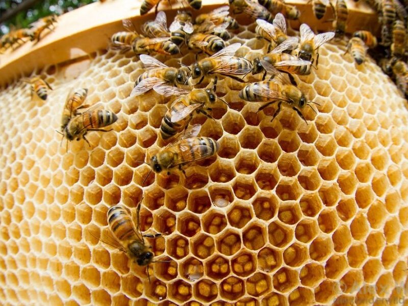 صادرات ۱۷۰۰ تن عسل به کشور‌های همسایه