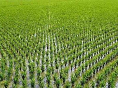 رییس سازمان جهاد کشاورزی خوزستان: مجوز کشت تابستانه شلتوک در ۱۱۱ هزار هکتار از اراضی کشاورزی خوزستان صادر شد.