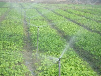معاون بهبود تولیدات گیاهی سازمان جهاد کشاورزی خوزستان: نیاز آبی کشت تابستانه خوزستان پنج میلیارد متر مکعب برآورد شده است.