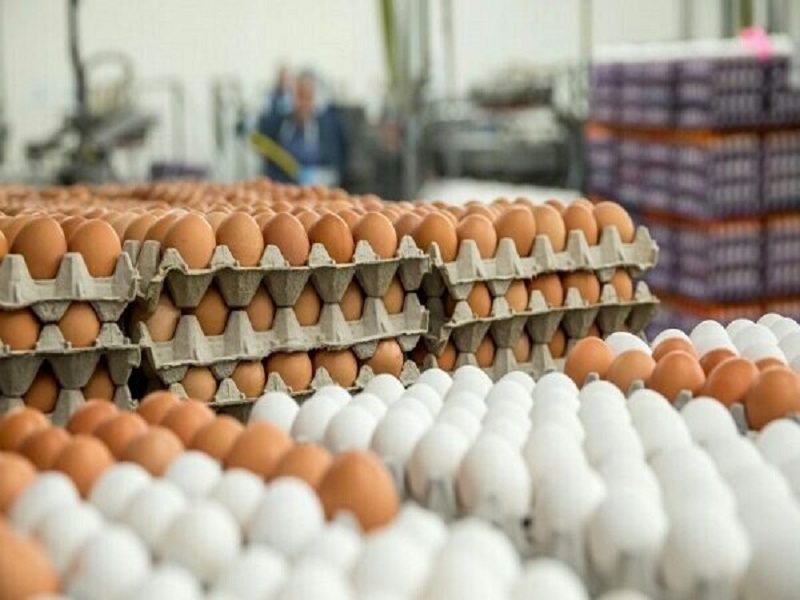 برآورد شدن رشد ۱۰ درصدی صادرات تخم مرغ تا پایان سال