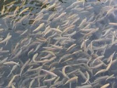 رهاسازی ۴۵۰ هزار قطعه بچه ماهی بومی در دریاچه سد تنظیمی حمیدیه