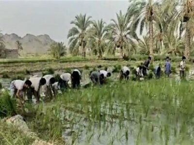 کشاورزان مهرستان ۶۰ هکتار برنج کشت کردند
