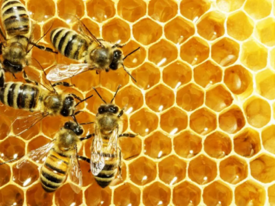 رئیس انجمن زنبورداران و تولیدکنندگان عسل ایران: صادرات عسل قطع شد