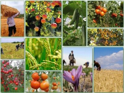 سالانه ۱۳۰ میلیون تن محصولات کشاورزی در کشور تولید می‌شود