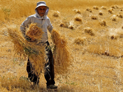 ۹ میلیون تن گندم در کشور خریداری شد